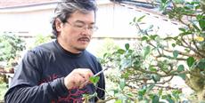 Médico de Joinville adota cultivo de bonsai como estilo de vida
